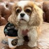 Cavalier King Charles Spaniel Mila met FuzzYard Puppuccino hondenspeelgoed