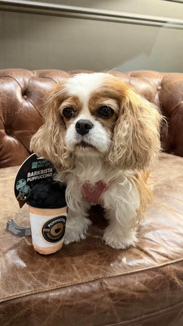 Cavalier King Charles Spaniel Mila met FuzzYard Puppuccino hondenspeelgoed