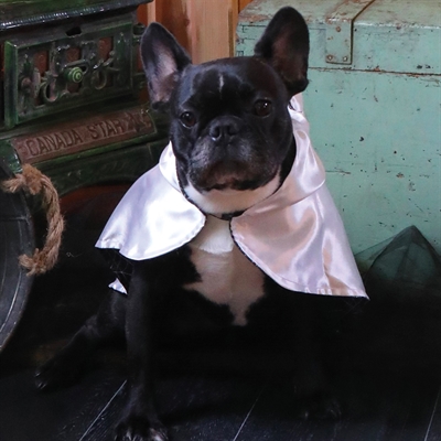 Croci Tricky Ghost | Halloween cape voor honden