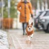 Trixie CityStyle Berlin Hondentrui | Bruin