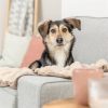 Trixie Elli Hondendeken | Zand