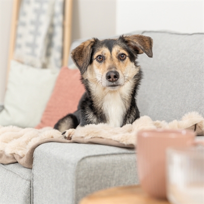 Trixie Elli Hondendeken | Zand