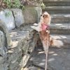 Trixie Pure Verstelbare Leren Hondenriem | Roze