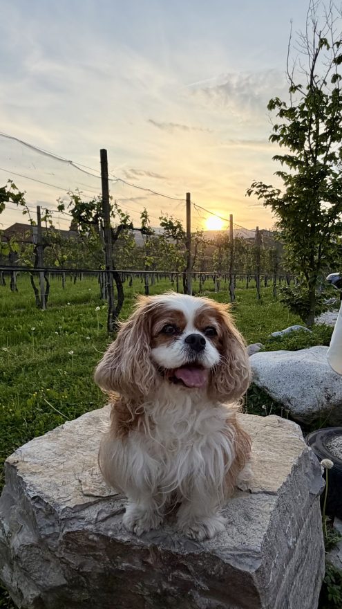 Mila, bruin-witte Cavalier King Charles Spaniel buiten op een stenen muurtje