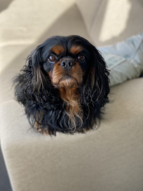 Bo, zwarte Cavalier King Charles Spaniel op de bank